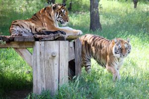 Rosemary and Morris at the ARK 2000 Sanctuary in San Andreas in Calaveras County—PAWS photo