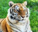 Tiger Rosemary -- PAWS photo