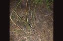 The California mountain kingsnake—Yosemite National Park photo