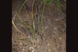 The California mountain kingsnake—Yosemite National Park photo