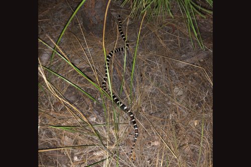 The California mountain kingsnake—Yosemite National Park photo