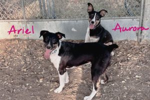 Two adorable dogs up for adoption with fees waived -- CCAS photo