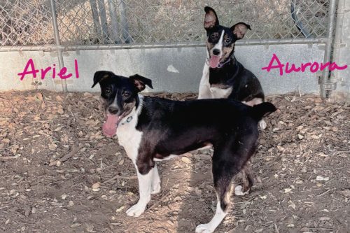 Two adorable dogs up for adoption with fees waived -- CCAS photo