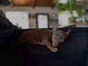 Puppy with a head injury—TCAC photo