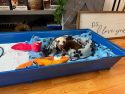 Puppy with a head injury—TCAC photo