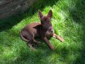 Puppy with a head injury—TCAC photo