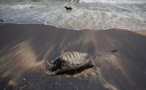 Sri Lanka Ship Pollution