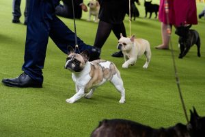 Dog Breeds Lawsuit