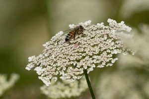 France Bee Attack