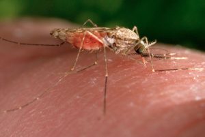 Switzerland Malaria Infants