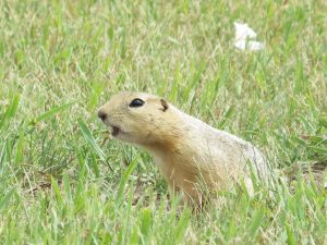 Ground Squirrels-North Dakota