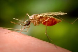 China Chikungunya