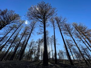 Wildfires Managing Flames