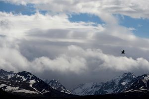 Bear Mauling Alaska