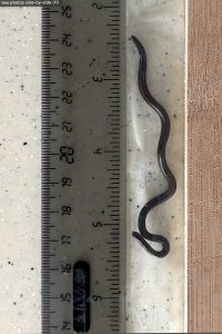 Barbados Rediscovered Snake
