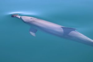Dolphins Sponge Nose