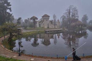 Uruguay Palm Trees Under Threat