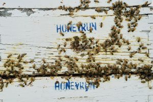 Climate Heat Bees