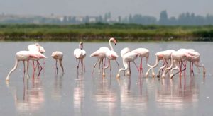 Italy Flamingos Farmers