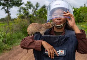 Cambodia Demining Rats Photo Gallery