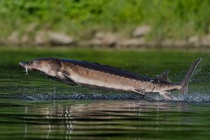 Leaping Sturgeon