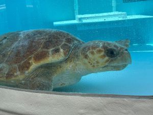 Sea Turtle Release