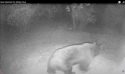 Bear Spotted on Gibbs Drive
