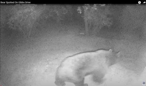 Bear Spotted on Gibbs Drive