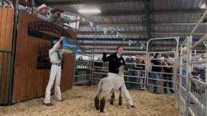 Mother Lode Fair Junior Livestock Auction - Photo courtesy of Alisha Rock