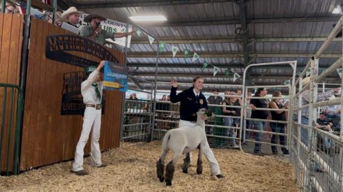 Mother Lode Fair Junior Livestock Auction - Photo courtesy of Alisha Rock