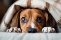 Fireworks can frighten pets -- ASPCA photo