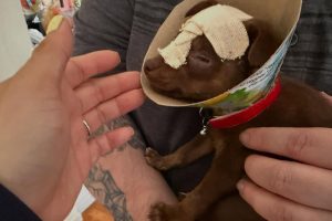 New Start On Life For Puppy
