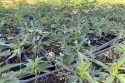 Two Greeley Hill properties raided for illegal marijuana grow—MCSO photo