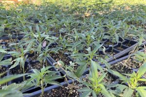 Two Greeley Hill properties raided for illegal marijuana grow—MCSO photo