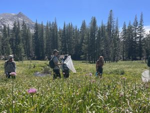 Volunteers Record 65 Species In Yosemite Butterfly Count