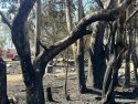 Slate Fire in Calaveras County—CCF photo