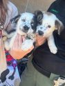 Two tiny puppies nursed back to health—TCAC photo
