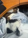 Two tiny puppies nursed back to health—TCAC photo