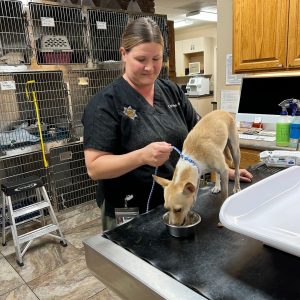 Dog That Helped Rescue Missing Tuolumne County Woman Found Safe
