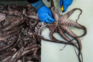 APTOPIX Climate Spain Overfishing Octopus