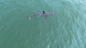 ME Sharks Going North
