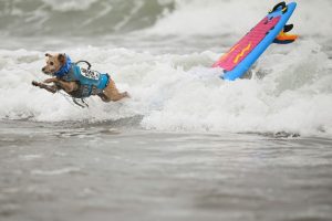 California Dog Surf Competition