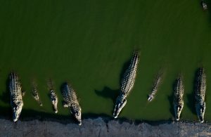 Israel Crocodiles