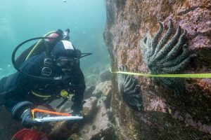 Sea Star Disease