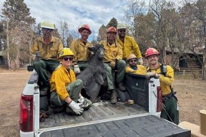 Grand Canyon Fire Brighty the Burro