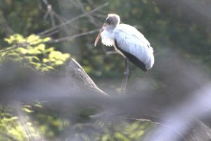 Wisconsin-Rare Stork