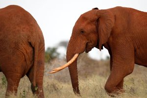 Kenya World Elephant Day
