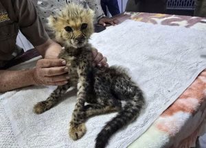 Somaliland Cheetah Cubs