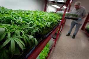 US Marijuana Laws What To Know?