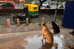 India Stray Dogs